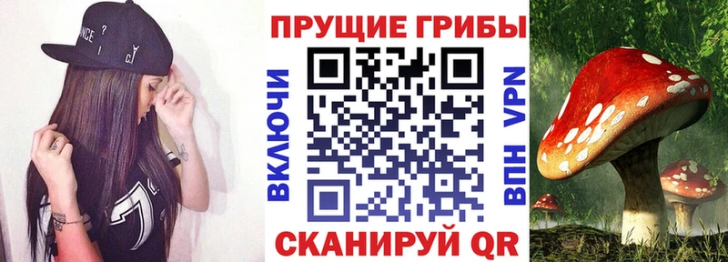 Галлюциногенные грибы Psilocybine cubensis Котельники